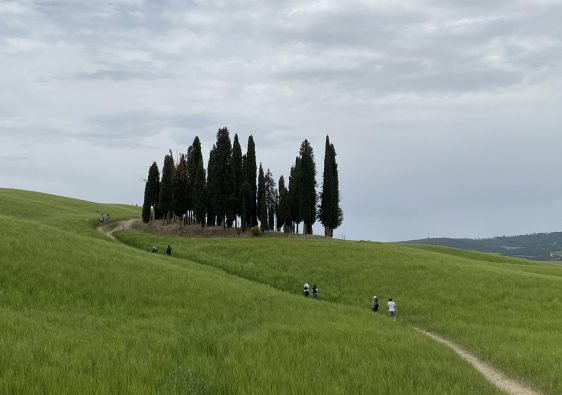 bosco di cipressi toscana