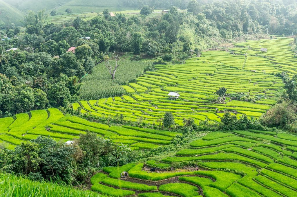 rice terraces, thailand, chiang mai-2224264.jpg